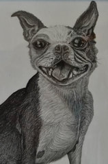 Graphite dog drawing